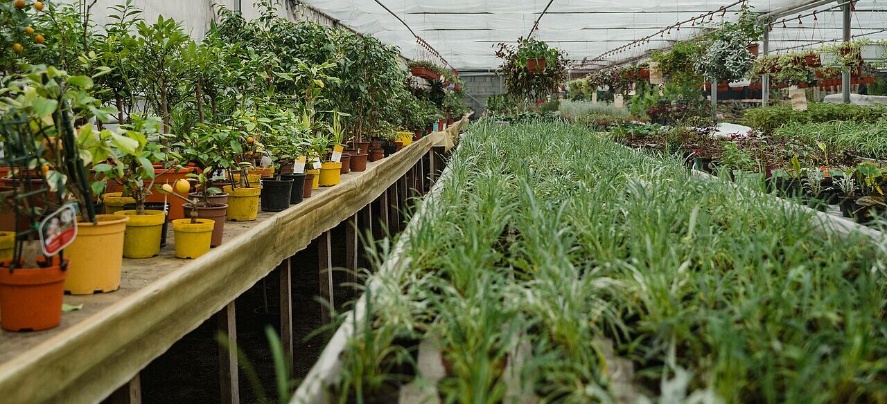 La imagen muestra un gran invernadero lleno de plantas variadas, incluidas macetas y arbustos. Las plantas están dispuestas en hileras, algunas en estantes y otras en el suelo. El invernadero está cubierto con un techo de plástico transparente, que permite la entrada de la luz solar y proporciona la luz necesaria para el crecimiento de las plantas.