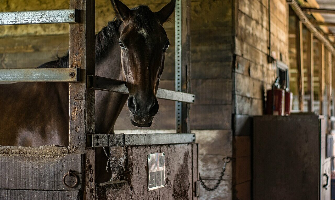 La imagen muestra un caballo marrón en un establo, mirando desde su establo. El caballo está situado en el centro de la escena, con la cabeza asomando por el establo. El establo parece de madera y tiene un aire rústico.
