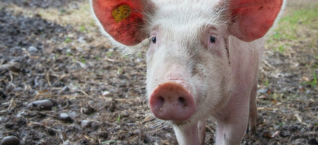 En la imagen aparece un pequeño cerdo de pie en un campo de tierra, mirando directamente a la cámara. El cerdo lleva una etiqueta amarilla en la oreja, lo que indica que probablemente forma parte de una granja o de un sistema de gestión ganadera. El cerdo parece curioso y atento, posiblemente observando a la persona que hace la foto. La escena capta el hábitat natural y el comportamiento del cerdo, mostrando su interacción con el entorno.