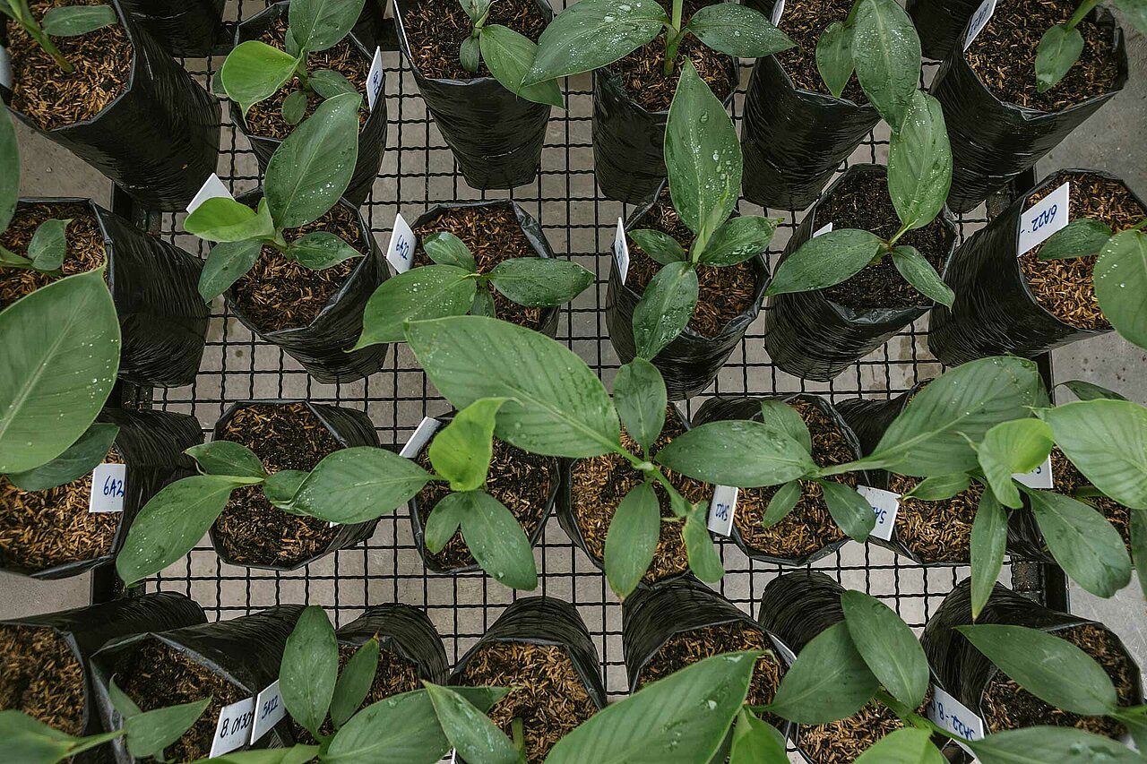 La imagen muestra un gran número de pequeñas plantas que crecen en macetas, dispuestas en forma de cuadrícula. Las plantas están en distintas fases de crecimiento, algunas parecen plántulas y otras más maduras. Las macetas están colocadas sobre una mesa y las plantas están muy juntas, creando un conjunto denso y visualmente atractivo.
