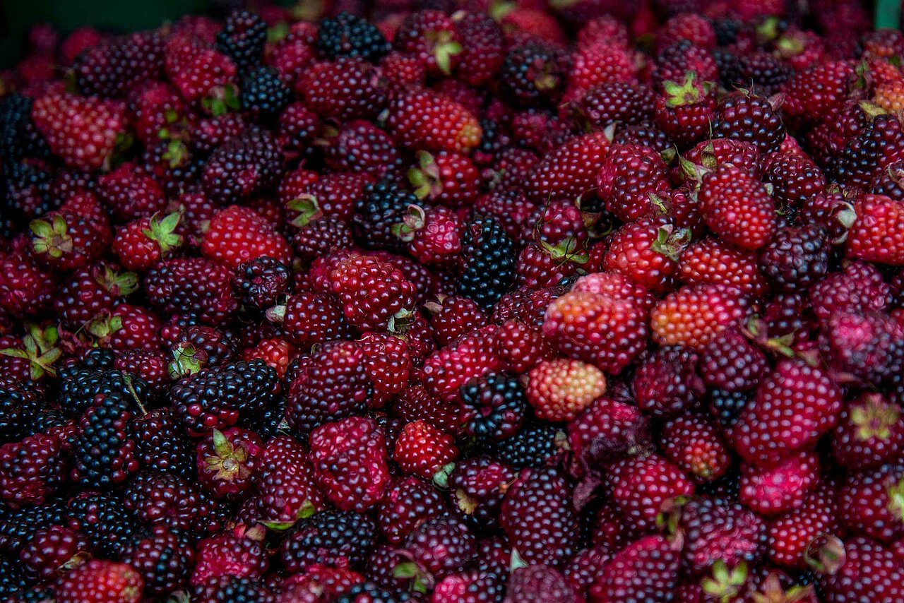 La imagen muestra un gran montón de moras, unas encima de otras. están repartidas por todo el encuadre, algunas más cerca del primer plano y otras más atrás.