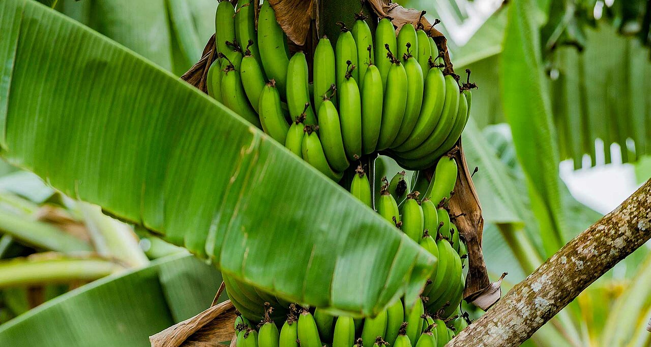 La imagen muestra un gran racimo de plátanos verdes colgando de un árbol. Los plátanos aún no están maduros y están pegados al árbol, lo que indica que aún están creciendo.