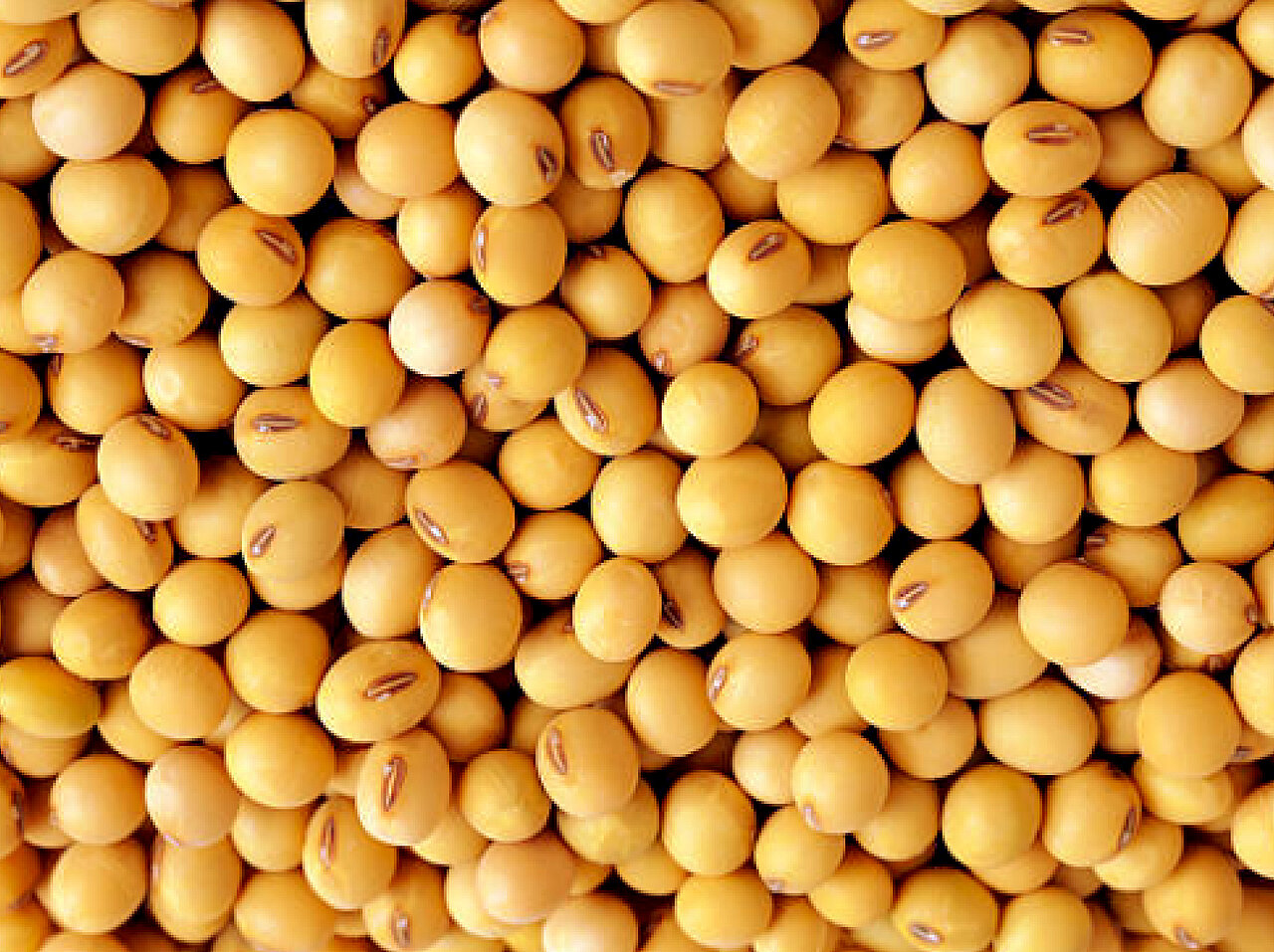 La imagen muestra un gran montón de soya  están dispuestas de forma visualmente atractiva, con algunas superpuestas. El montón es bastante grande, ocupa la mayor parte de la imagen.