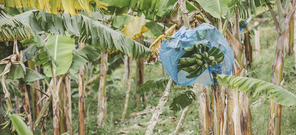 En la fotografía se observa un cultivo de platano