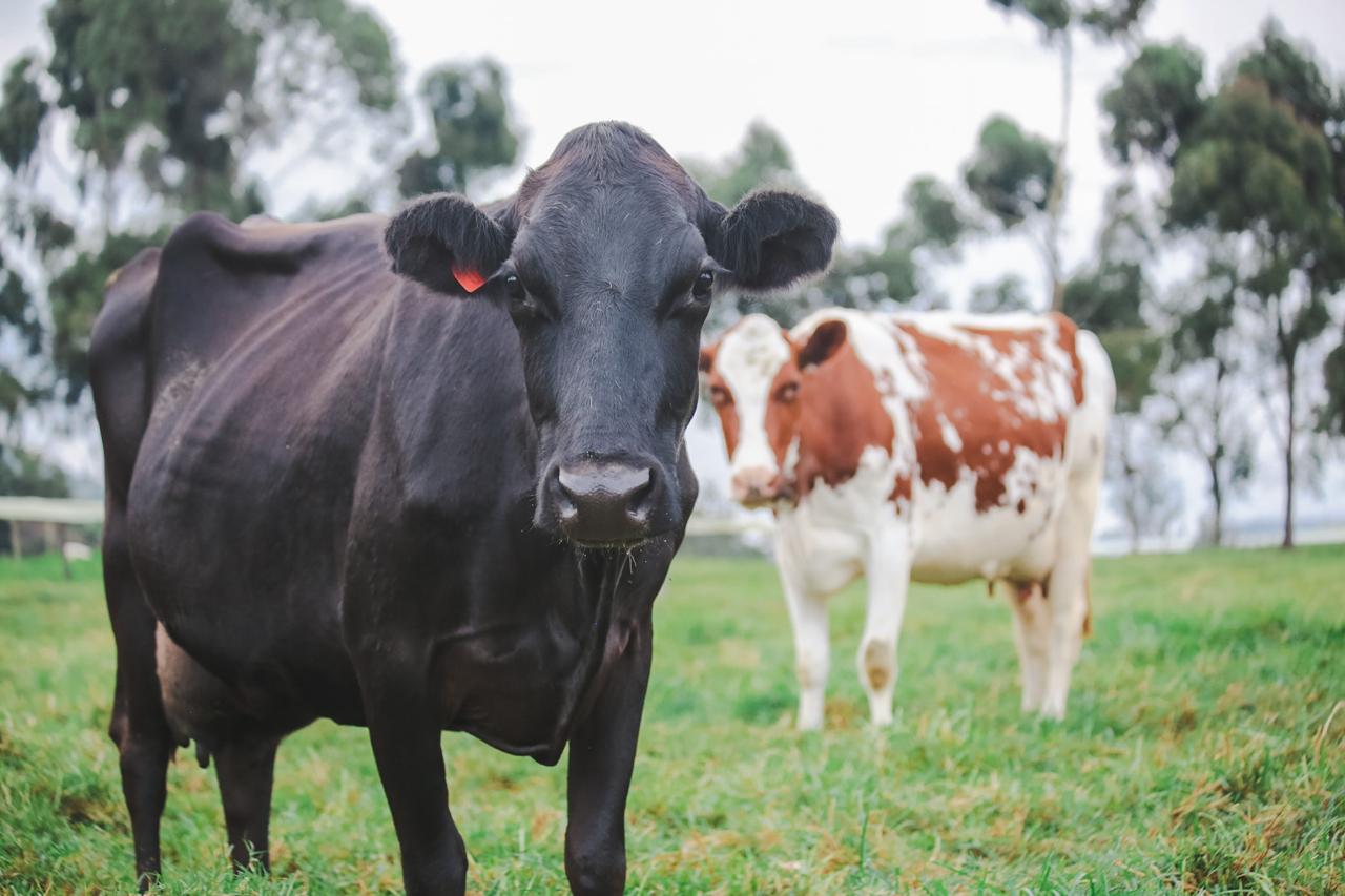 En la imagen se puede apreciar a dos vacas lecheras
