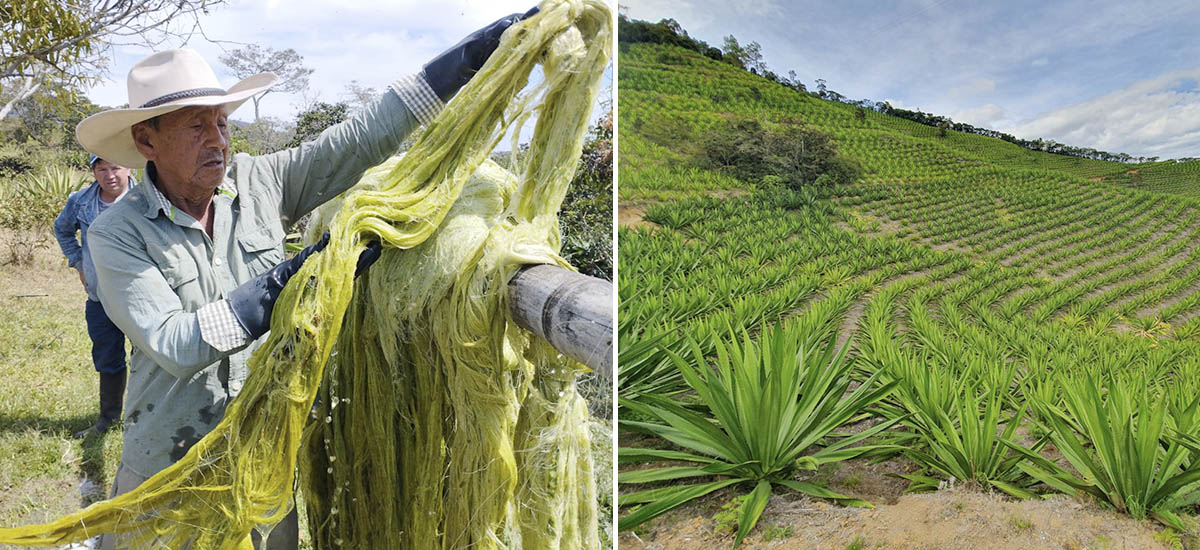 En la imagen cultivo de fique