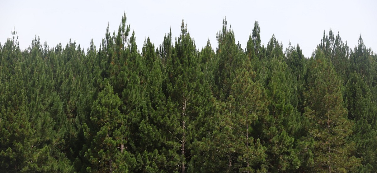 Minagricultura hace un llamado a reforestadores del país a registrar plantaciones comerciales de madera