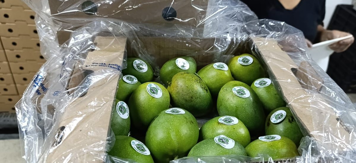 En la imagen se puede ver una canasta llene con frutas verdes, lo que parecen ser cítricos, están bien empaquetados. 