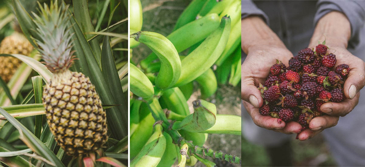 La imagen, es un collage de tres tipos diferentes de frutas y plantas. A la izquierda, hay una piña con sus características hojas puntiagudas y un color amarillo verdoso, lo que indica que aún no está completamente madura. En el centro, hay plátanos verdes todavía en la planta, lo que indica que aún no están maduros y necesitarán más tiempo para madurar antes de poder comerse. A la derecha, una persona sostiene un racimo de bayas rojas, que podrían ser una variedad de frutos rojos como frambuesas, fresas u otro tipo de baya.