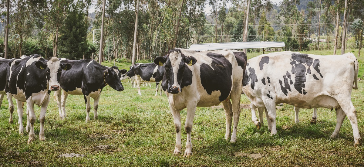 Imagen de un grupo de vacas en un campo cubierto de hierba. Las vacas son predominantemente blancas y negras, un patrón de color común en razas como la Holstein o la Frisona. Parecen sanas y bien alimentadas, lo que sugiere que se crían para la producción de leche o carne. El campo está rodeado de árboles, lo que indica que podría tratarse de un entorno rural o agrícola