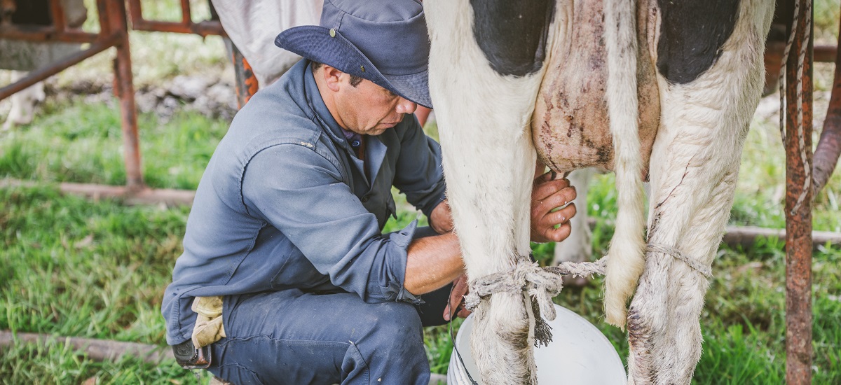 En la imagen se ve a una persona con sombrero y traje azul, probablemente un granjero o un trabajador, ordeñando una vaca. La vaca es blanca con manchas negras, un patrón de color habitual en las vacas lecheras.