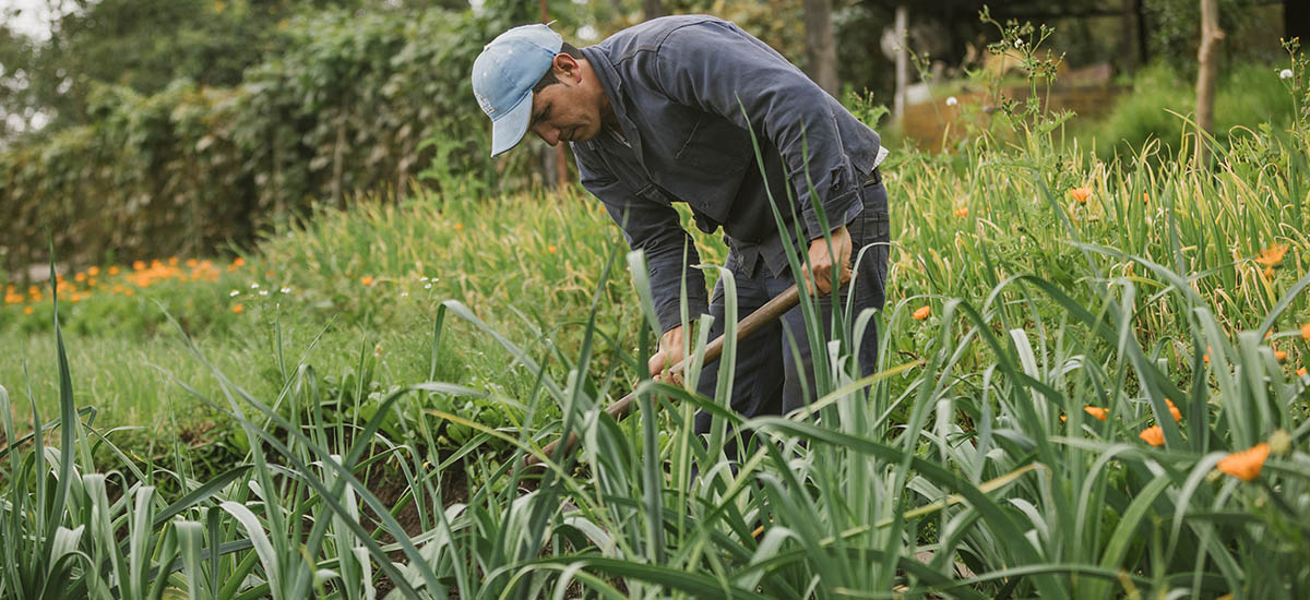 En la gráfica se observa un cultivador