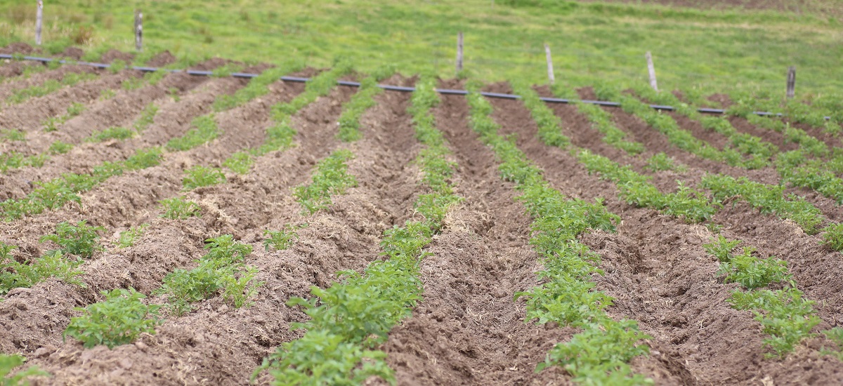 Grafica de un cultivo de alianzas productivas