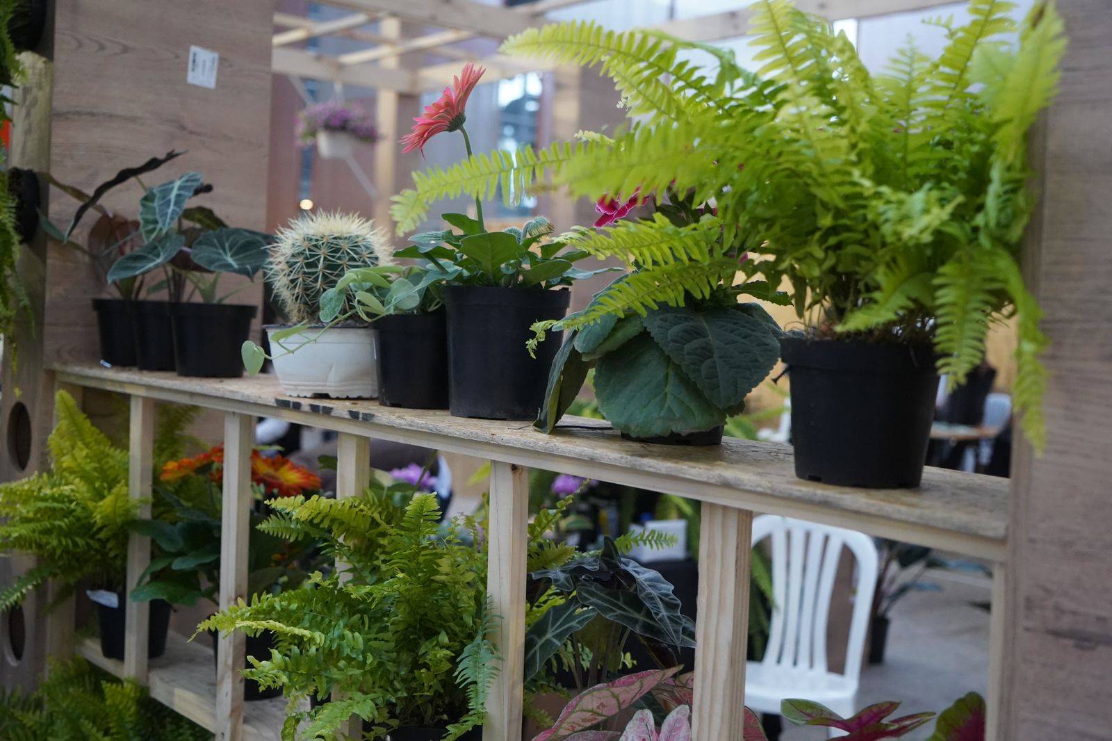 Plantas