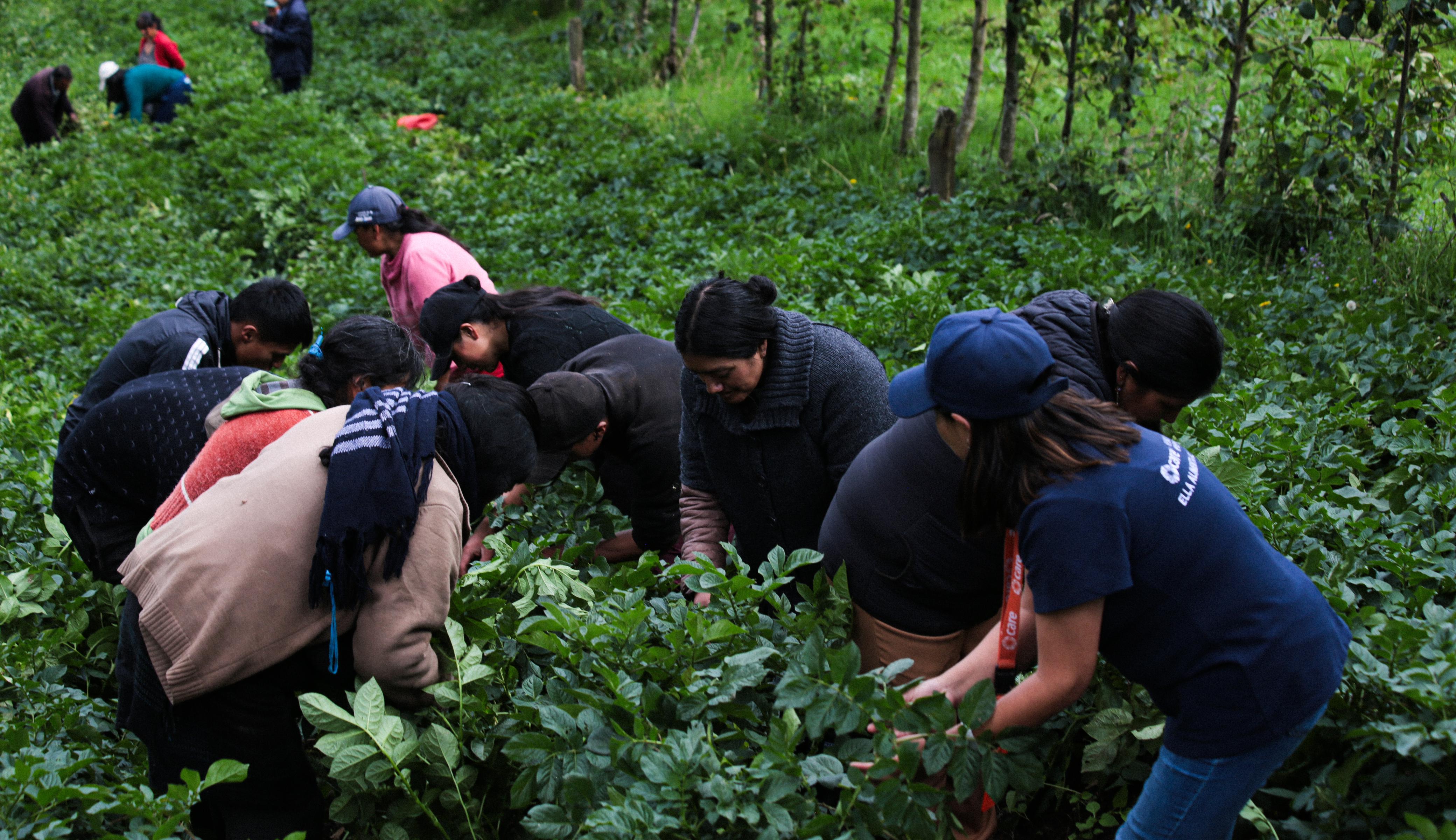 En la imagen se ve a un grupo de personas trabajando en un campo con plantas verdes. Parece que están realizando algún tipo de actividad agrícola, posiblemente plantando o cuidando cultivos. Los individuos llevan ropa informal adecuada para el trabajo al aire libre, y algunos llevan sombrero, lo que sugiere que podría ser un día soleado.