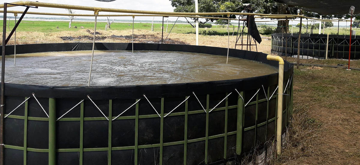 La imagen muestra un gran estanque de agua, circular y con un marco verde, que parece ser un estanque o un abrevadero. El estanque está rodeado por una valla, posiblemente para impedir la entrada de animales o personas. En la escena hay varios pájaros, algunos posados en la valla y otros volando por la zona. Los pájaros parecen disfrutar del agua y del entorno, lo que añade un ambiente animado a la escena.