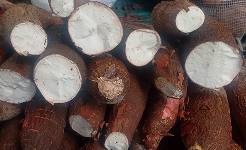 Foto de la Yuca