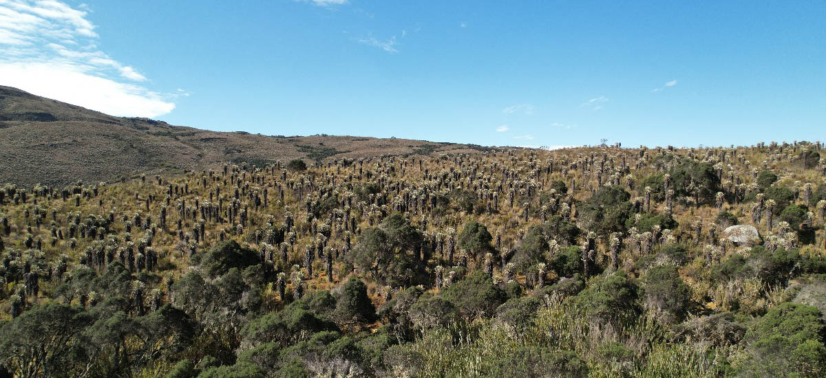 La imagen muestra un paisaje con una densa cubierta vegetal, que incluye arbustos y árboles. El terreno parece ser una mezcla de zonas llanas y ligeramente inclinadas, con una variedad de especies vegetales que sugieren un ecosistema diverso. El cielo está despejado con algunas nubes dispersas, lo que indica buenas condiciones meteorológicas. La vegetación presenta una mezcla de tonos verdes y marrones, lo que podría sugerir una estación seca o una mezcla de diferentes especies vegetales con distintas necesidades de humedad.