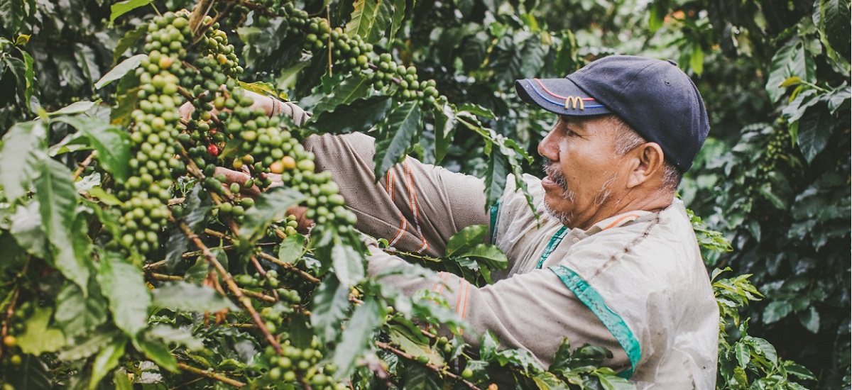 Café: producto insignia de Colombia para el mundo