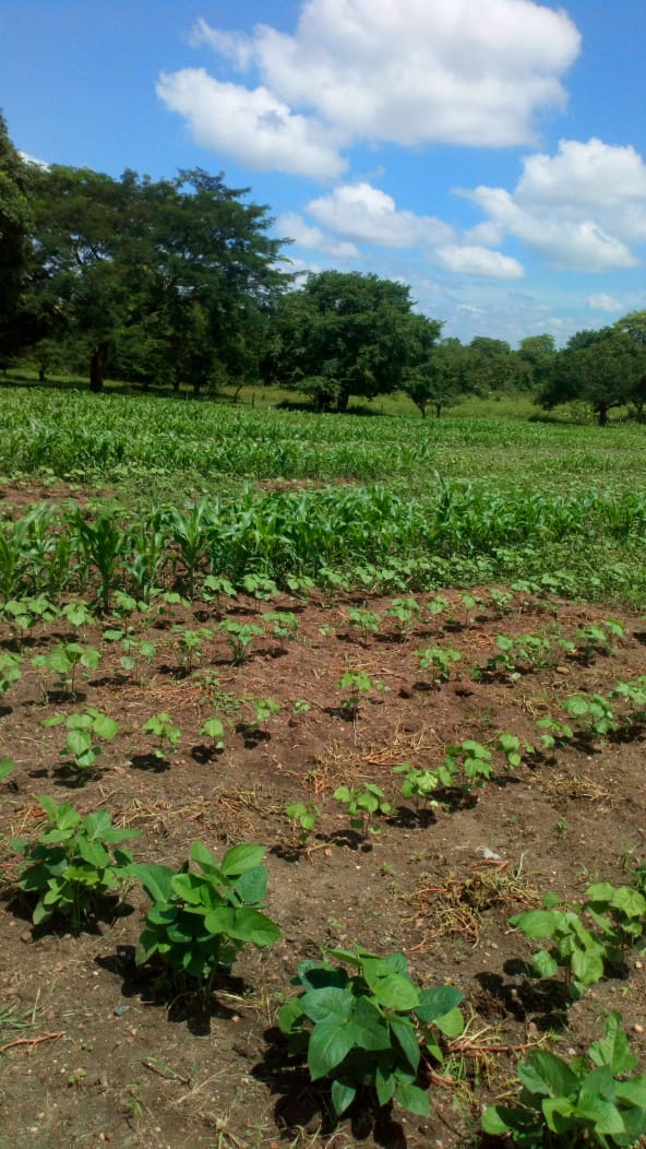 Maiz tradicional 1.jpg