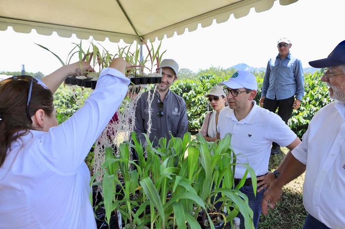 MinAgricultura hibrido de maíz foto interna 2 web.jpg