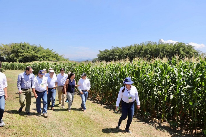 MinAgricultura hibrido de maíz foto interna 4 web.jpg