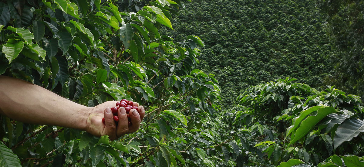 MinAgricultura asigna recursos para fortalecer programa de renovaciÃ³n de  cafetales