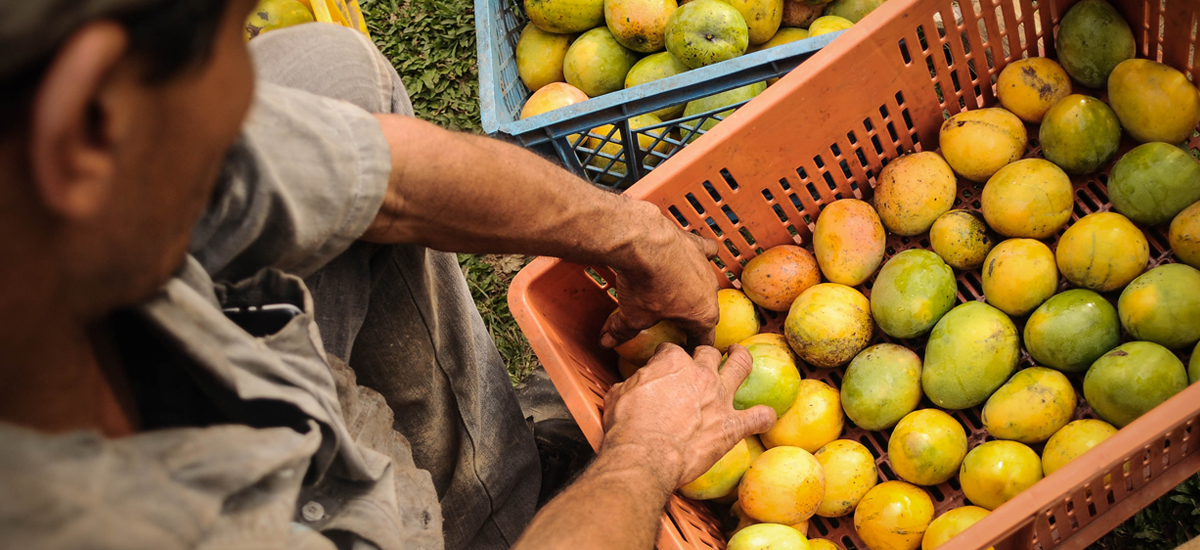 Producción de mango mantiene tendencia de crecimiento, en 2018
