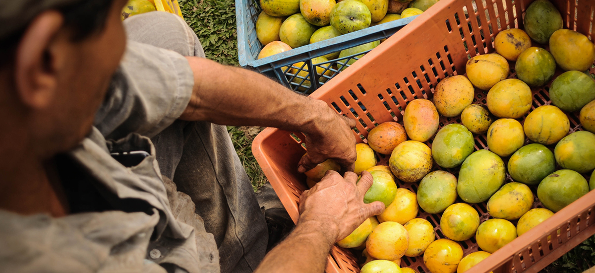 Ciego Esencialmente brazo Producción de mango mantiene tendencia de crecimiento, en 2018 alcanzaría  las 262 mil toneladas